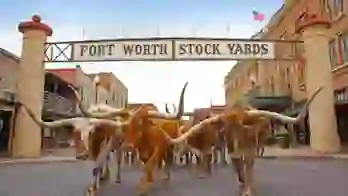 A group of longhorn cattle walking beneath the Fort Worth Stock Yards sign in Texas