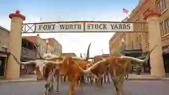 A group of longhorn cattle walking beneath the Fort Worth Stock Yards sign in Texas