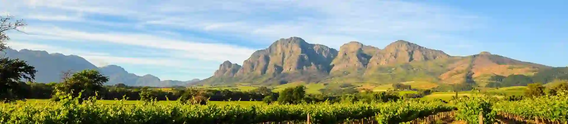 Stellenbosch vineyards, Cape Winelands