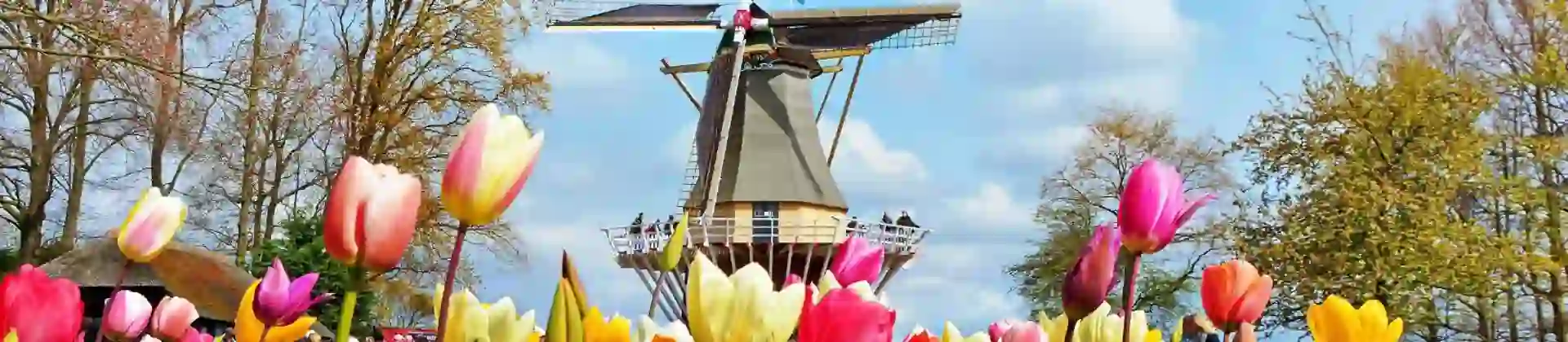 Colourful tulip beds at Keukenhof, Netherlands, with a traditional windmill in the background