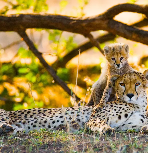 Cheetah mother and cub