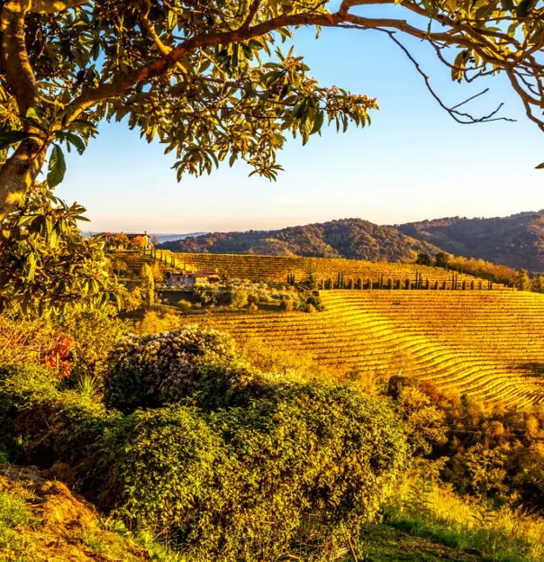 Vineyards, Gorizia, Italy
