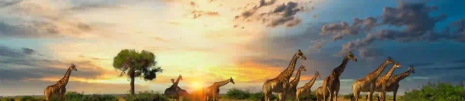 A group of giraffes stand on the open plains of Serengeti National Park in Tanzania, with golden grass and acacia trees stretching into the distance