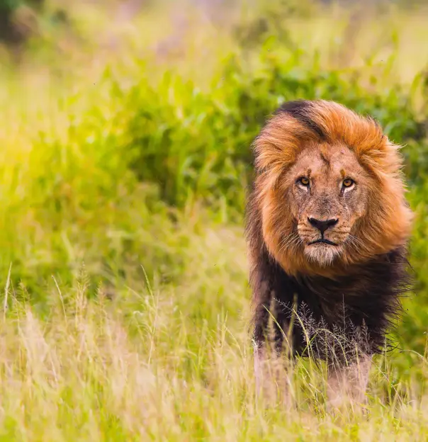 Male lion, South Africa