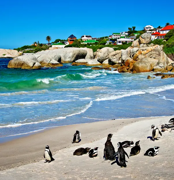 Penguins on Boulders Beach, Cape Town
