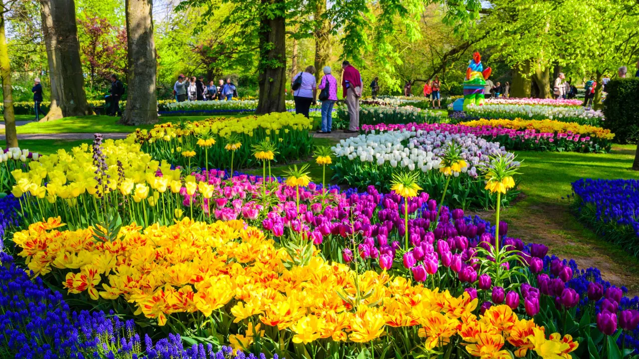 Blooming Flowers In Keukenhof Park In Netherlands