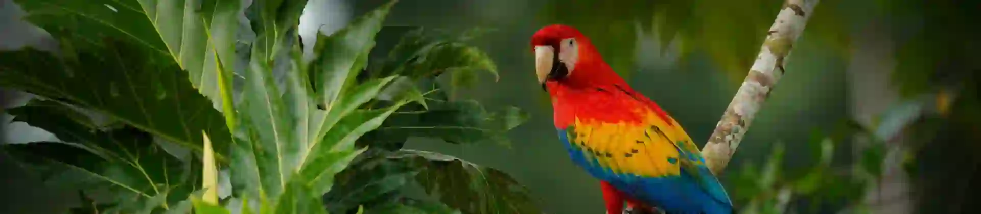 Scarlet Macaw, Costa Rica
