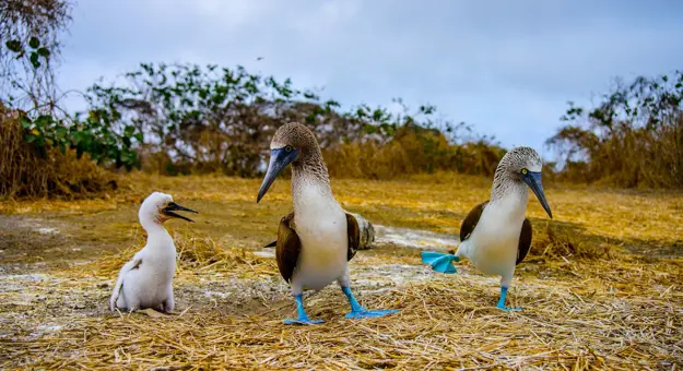 Blue footed booby, Galápagos Islands