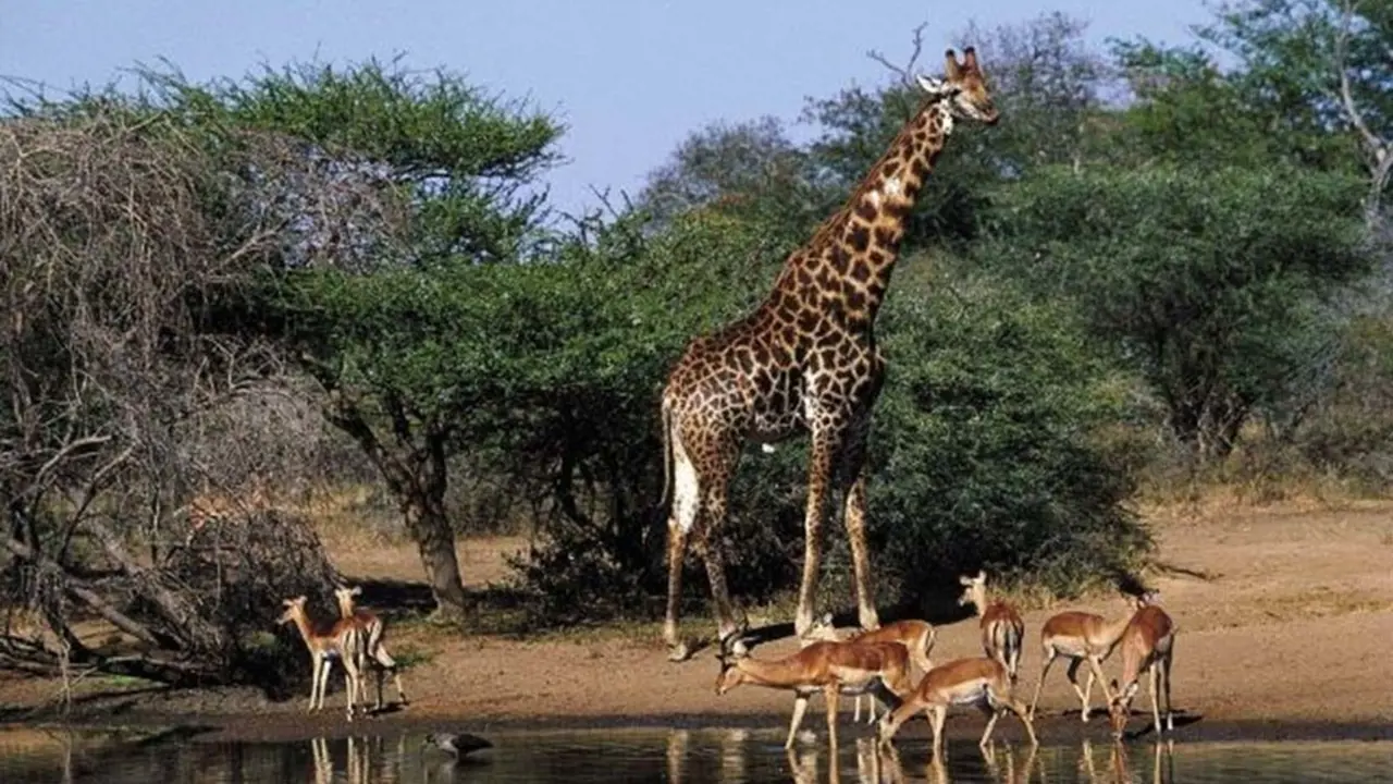 Kruger Park Safari