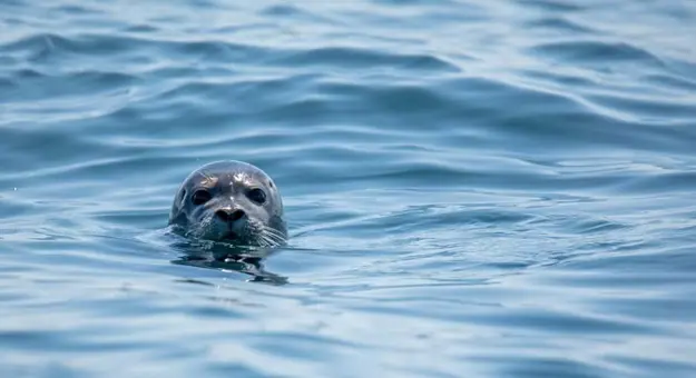 A seal's head poking out of the water and looking into the camera