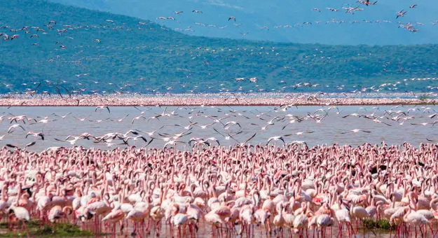 Hundreds Of Flamingos In Lake Nakuru