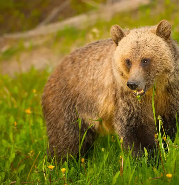 Sh 151619534 Grizzly At Lake Louise