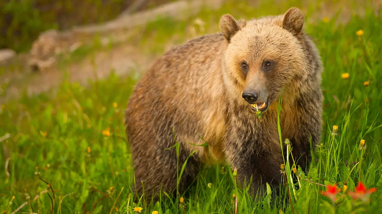 Sh 151619534 Grizzly At Lake Louise