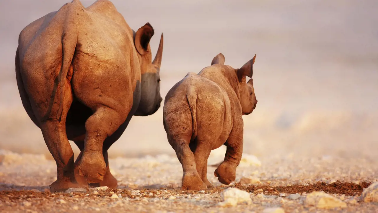 Sh 102777929 Black Rhino And Calf