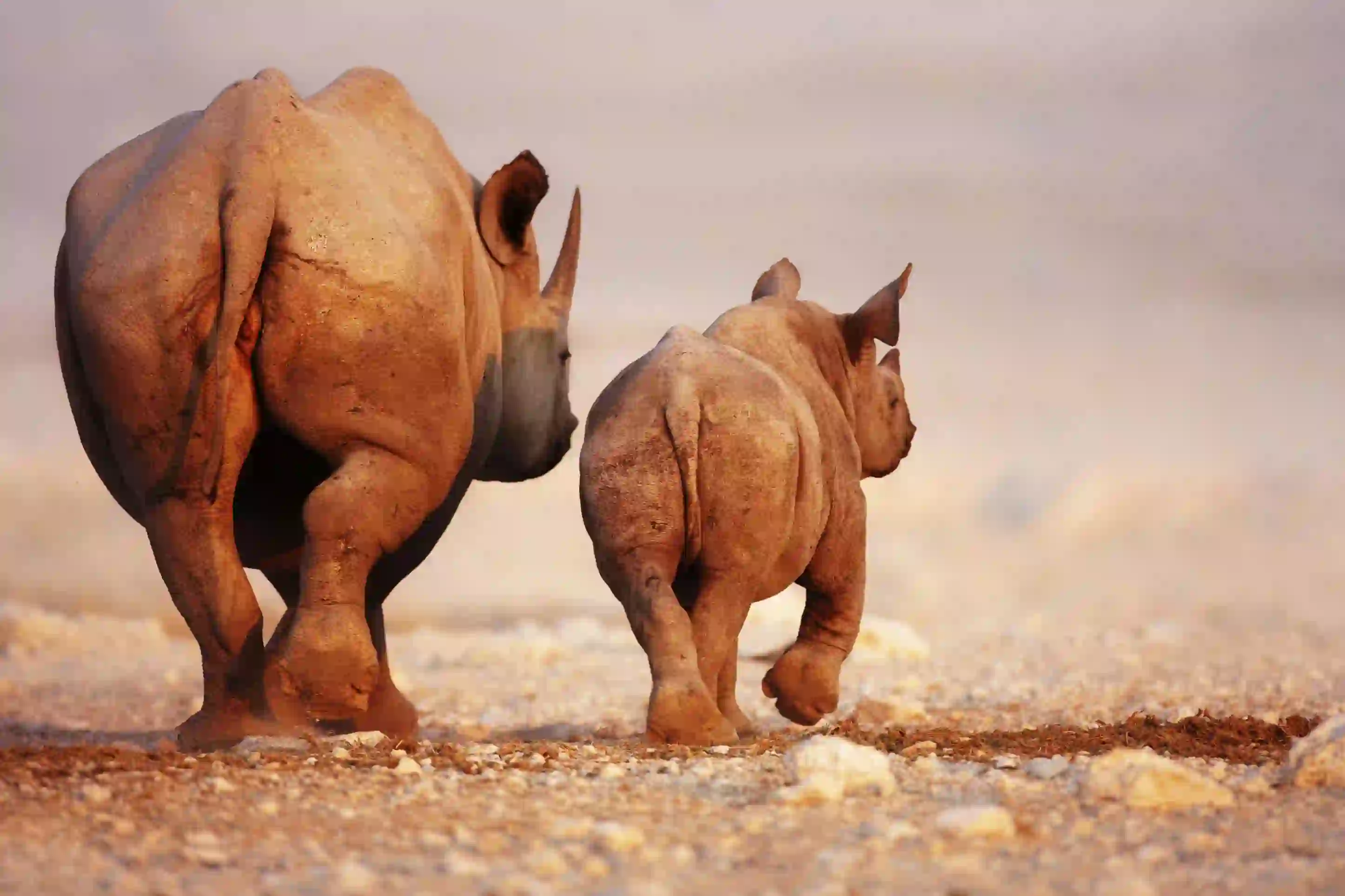 Sh 102777929 Black Rhino And Calf