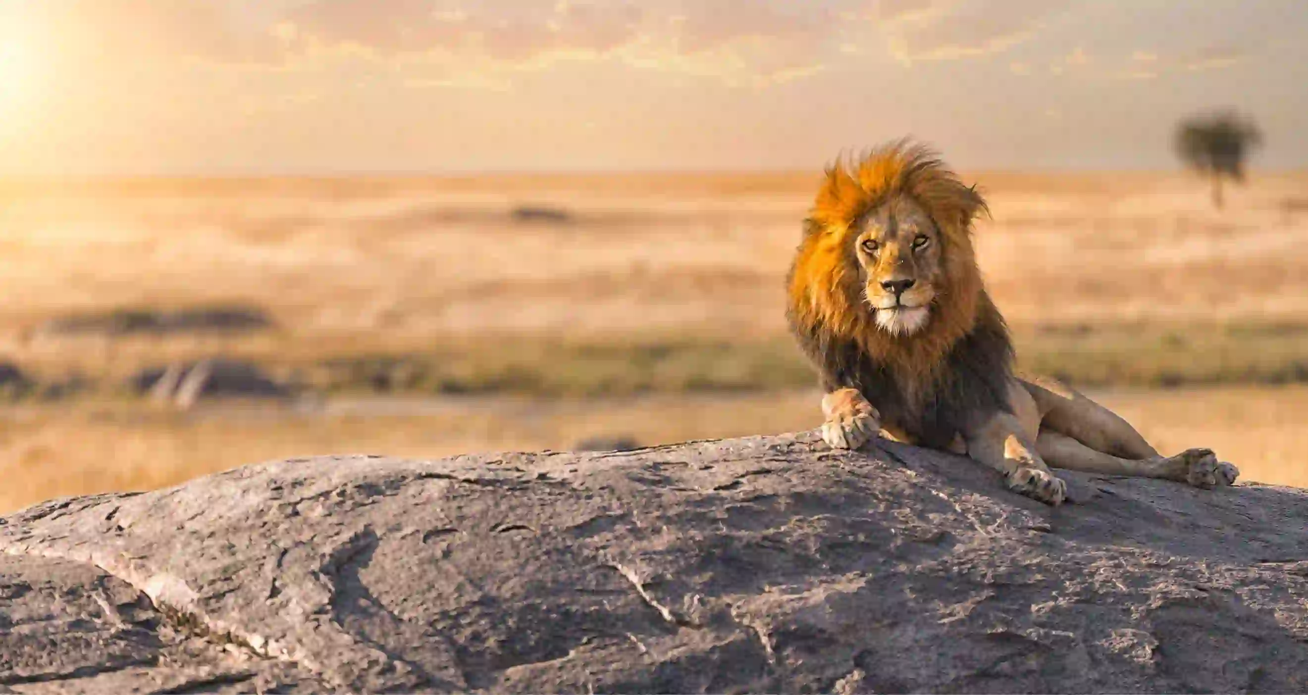 Lion, Tanzania