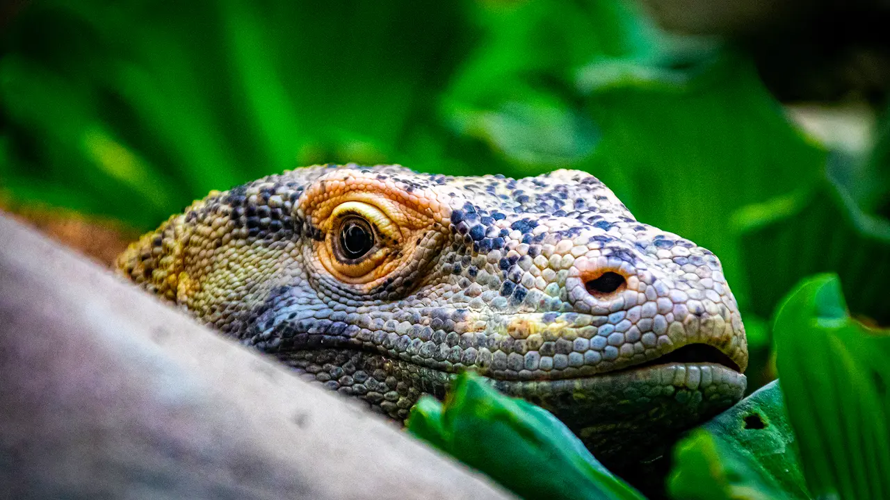  Komodo Dragon, Komodo Island