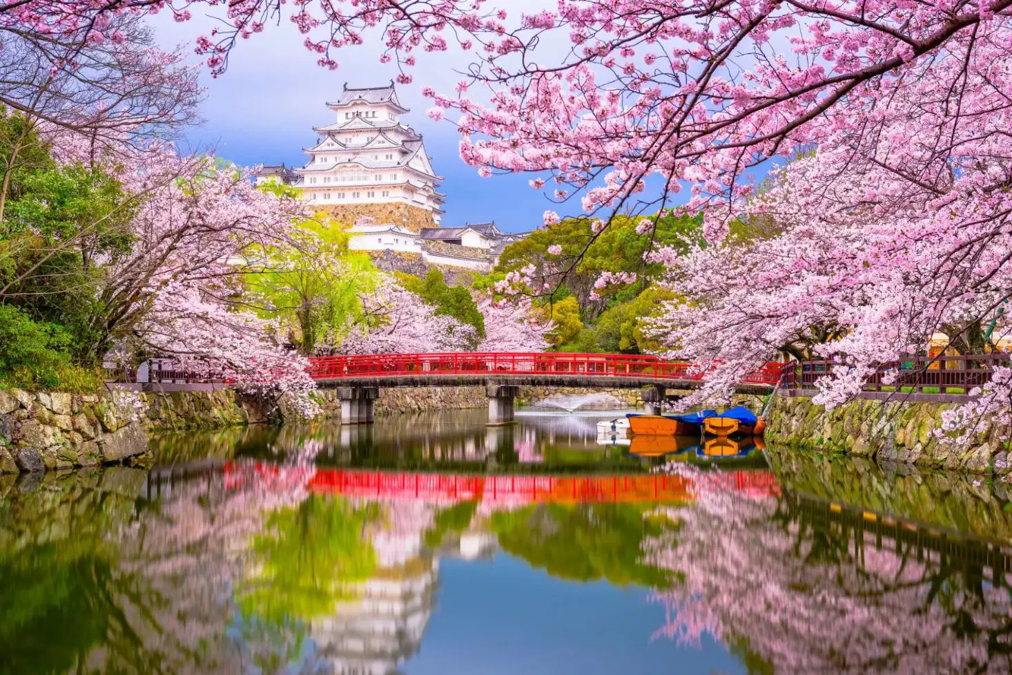 Cherry blossom trees in full bloom in Japan framing a red bridge over a calm riv
