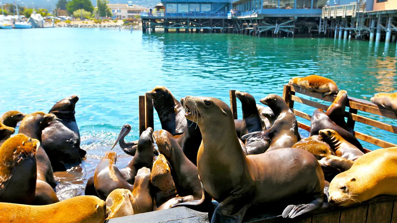 Sea Lions, Monterey Bay, San Francisco