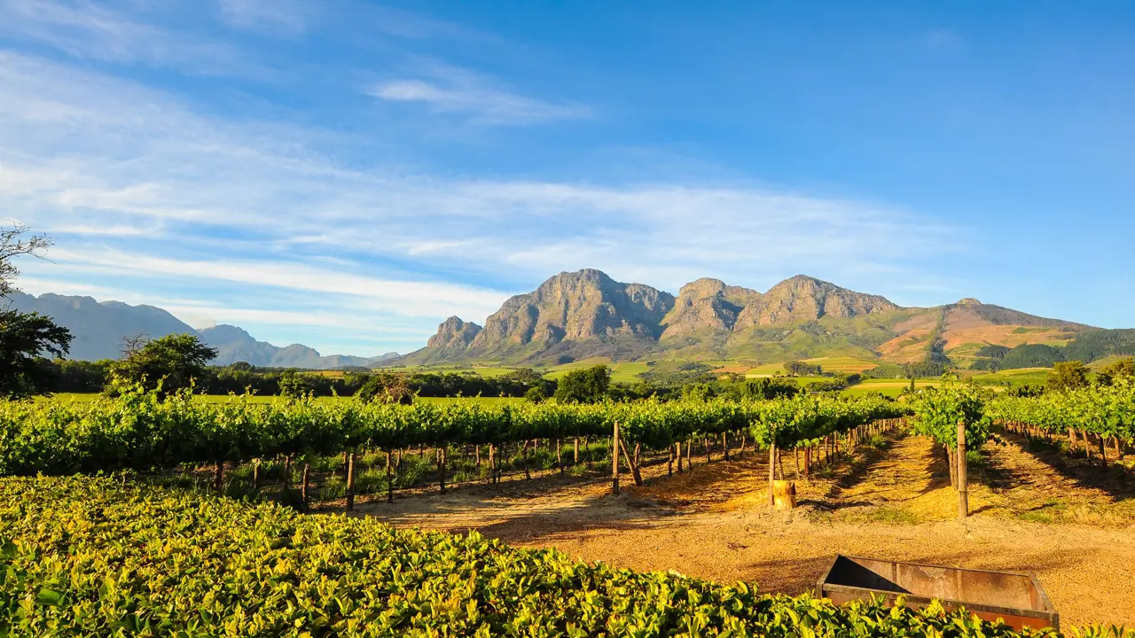  Stellenbosch Vineyards Cape Town South Africa