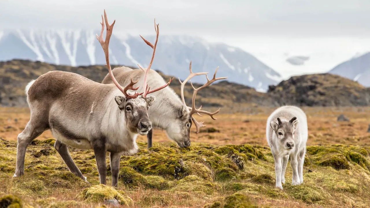 Two adult reindeer with one baby, in a field in Norway