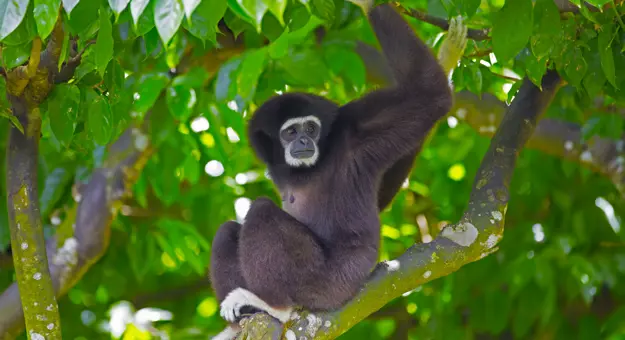 Gibbon monkey, Kota Kinabalu Borneo