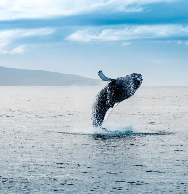 Whale diving out of water