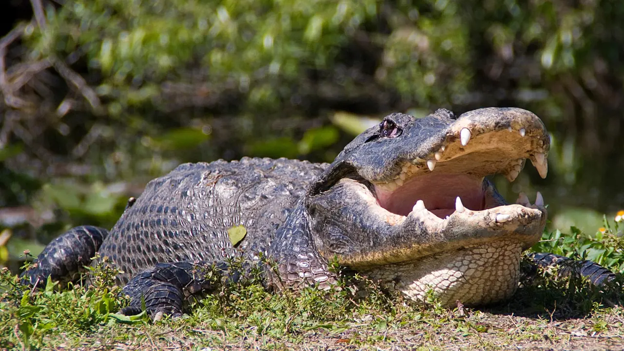 Sh 1201460452 Large Male Gator