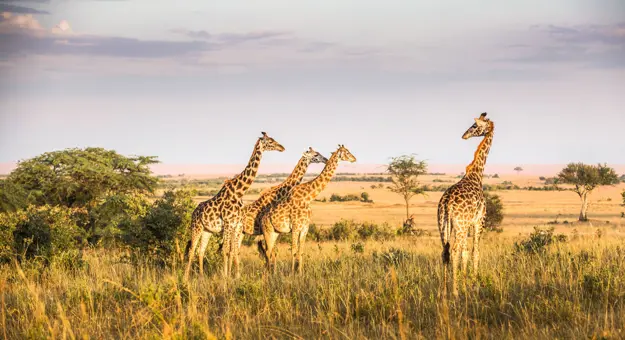 Giraffes In Kenya