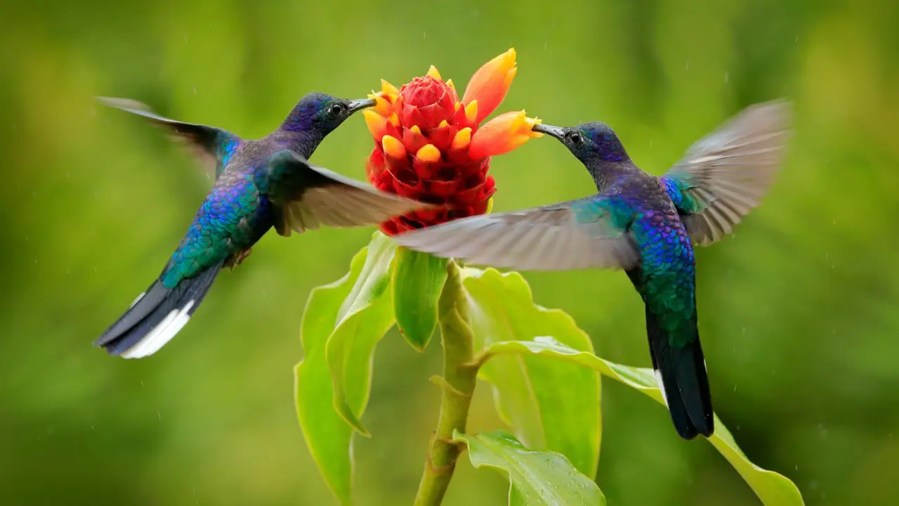 Blue Hummingbird Violet Sabrewing, Costa Rica