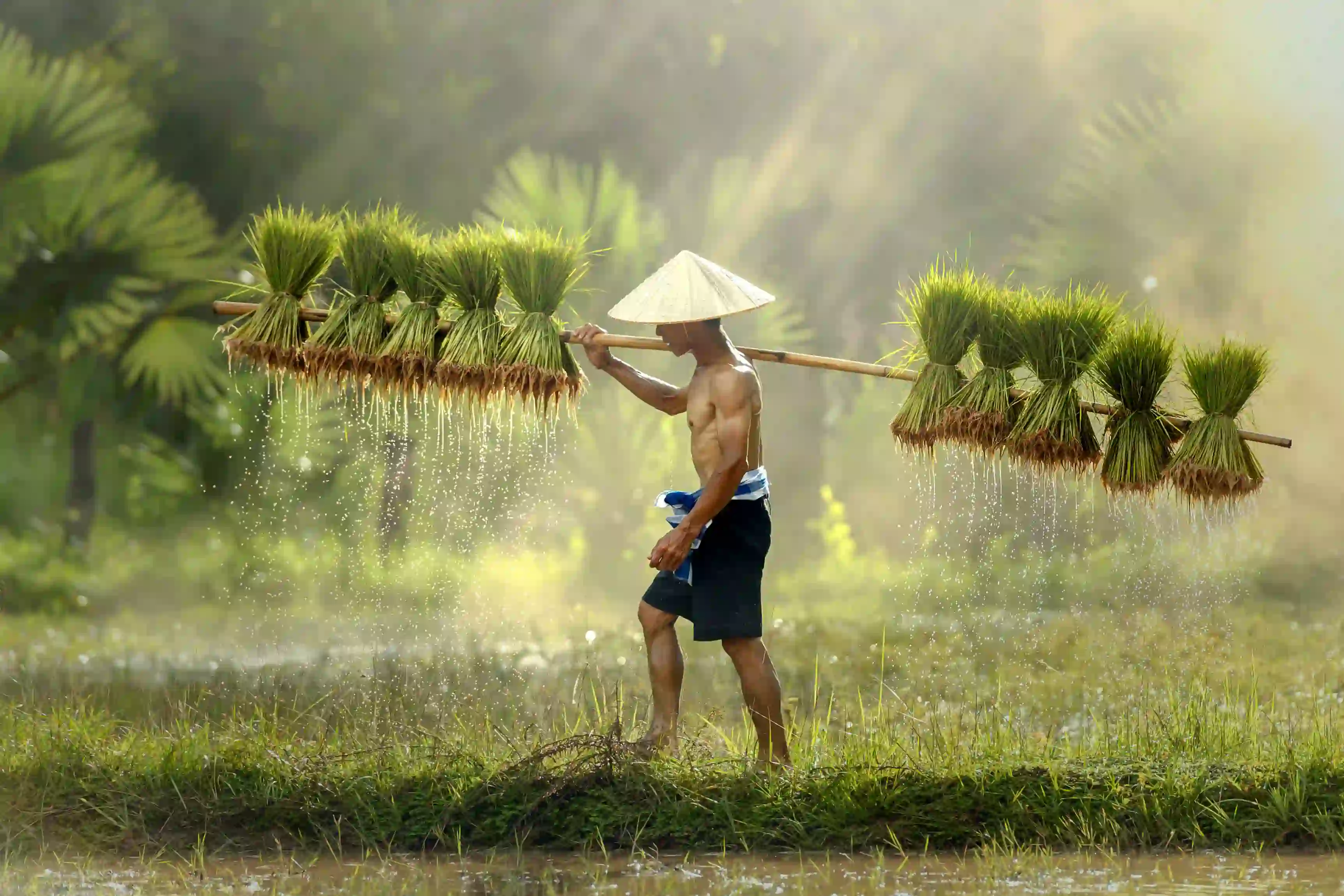 Farmer, Thailand