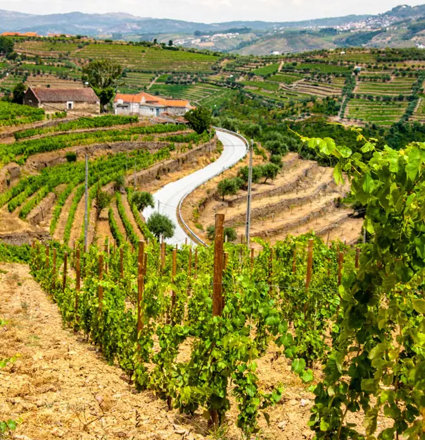 View Of Vineyards In The Douro Valley