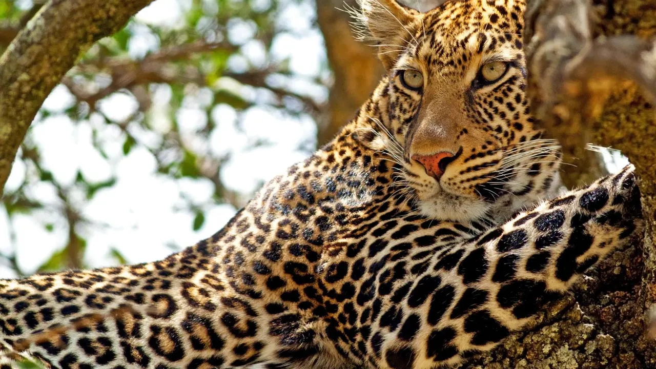 Sh 117461182 African Leopard Up A Tree