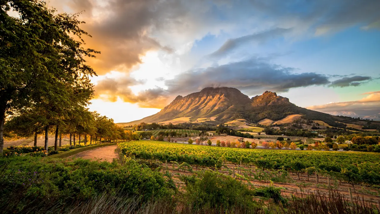 Winelands of South Africa 