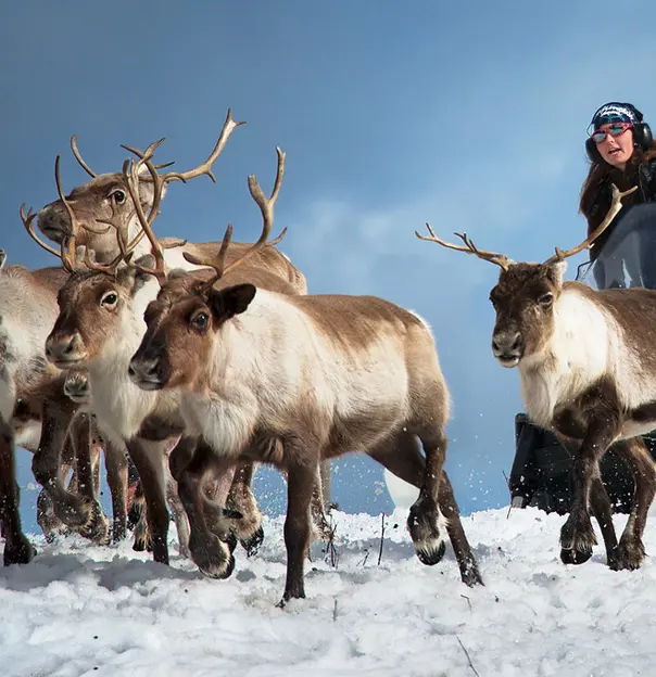 Reindeer Herding