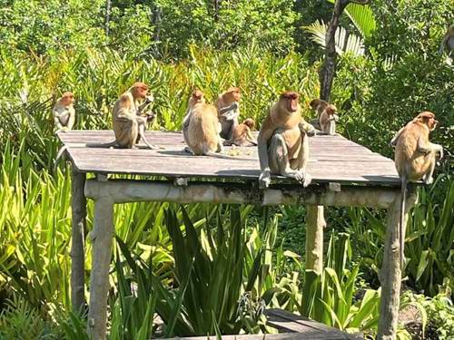 Day 3: the pot-bellied monkeys of Borneo