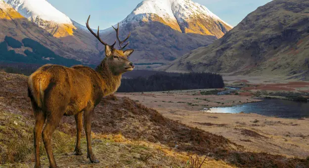 Stag in Scotland in the Highlands 