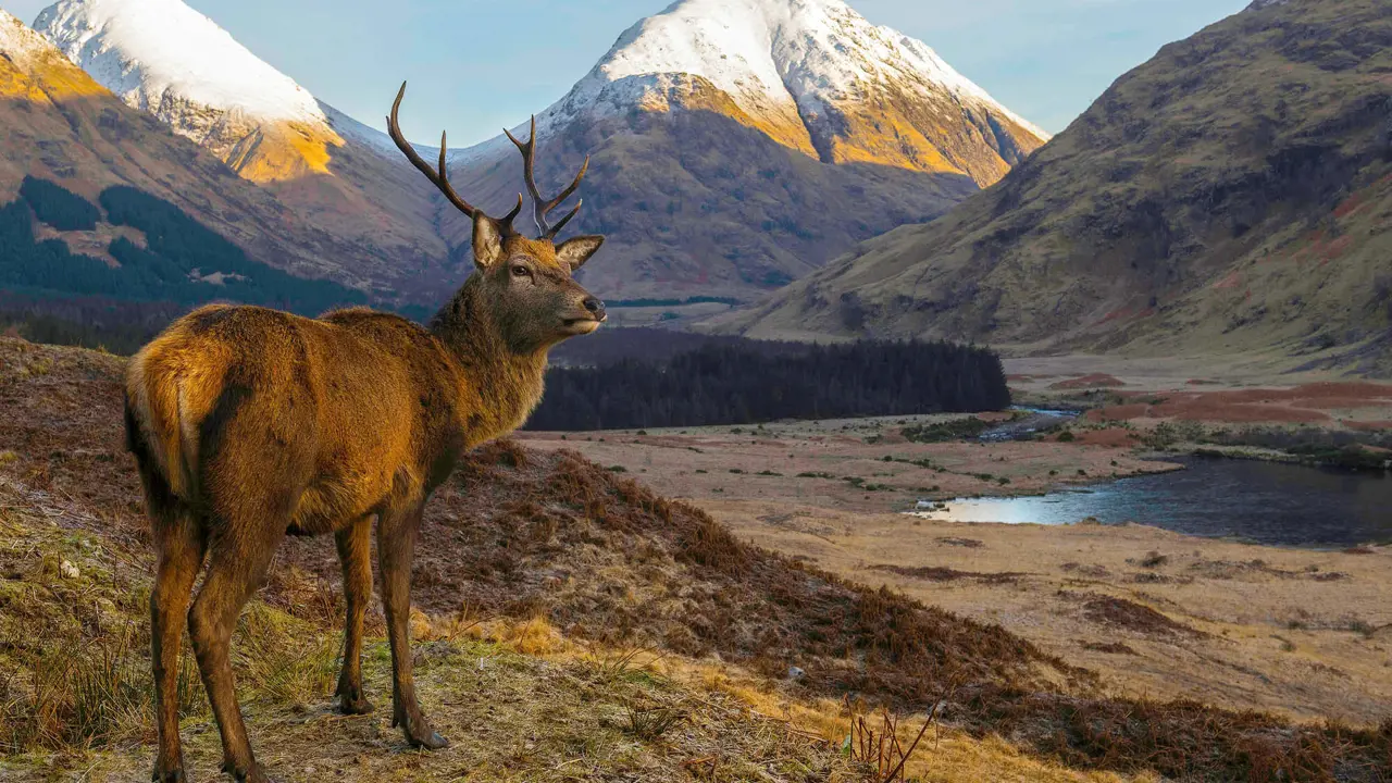 Stag in Scotland in the Highlands 