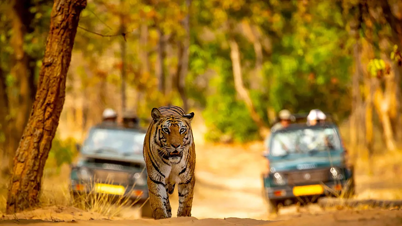 Tiger Jeep Safari Bandhavgarh National Park