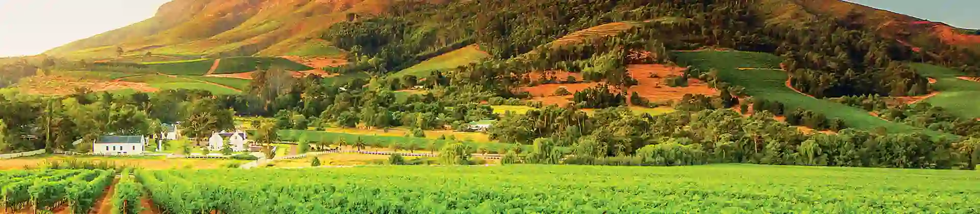South Africa vineyard
