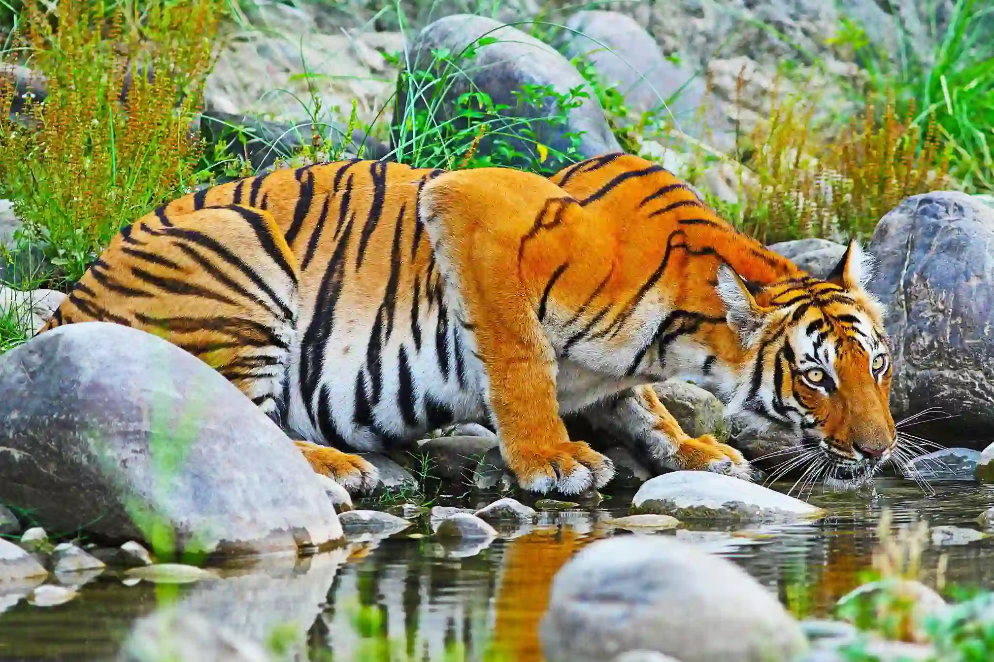 Sh 711276316 Bengal Tiger Chitwan National Park