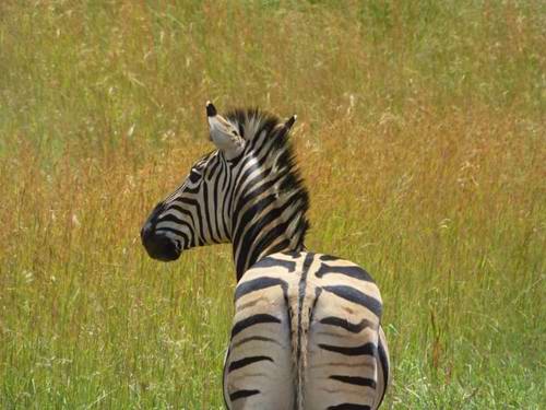 Staff Trip To A South African Safari Holiday with Newmarket Holiday