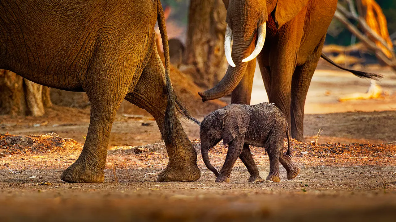 Elephants, Hwange National Park