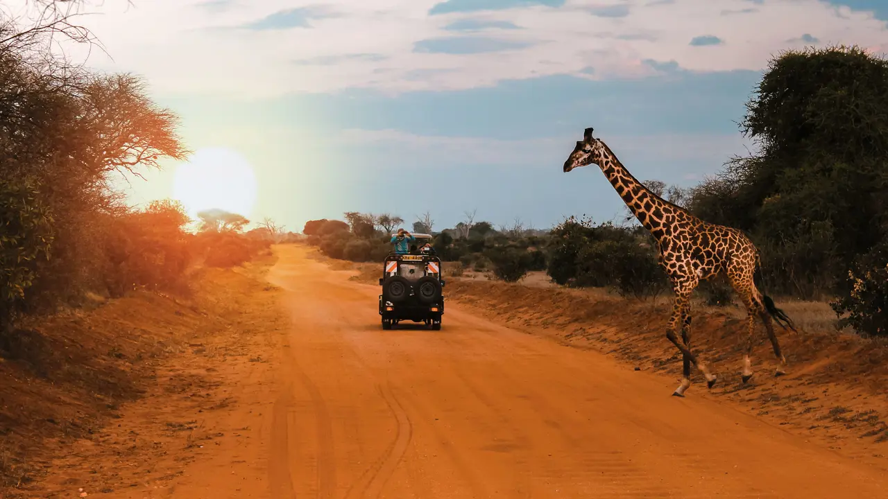 A Jeep Stops While A Giraffe Crosses The Road During A Safari In Kenya