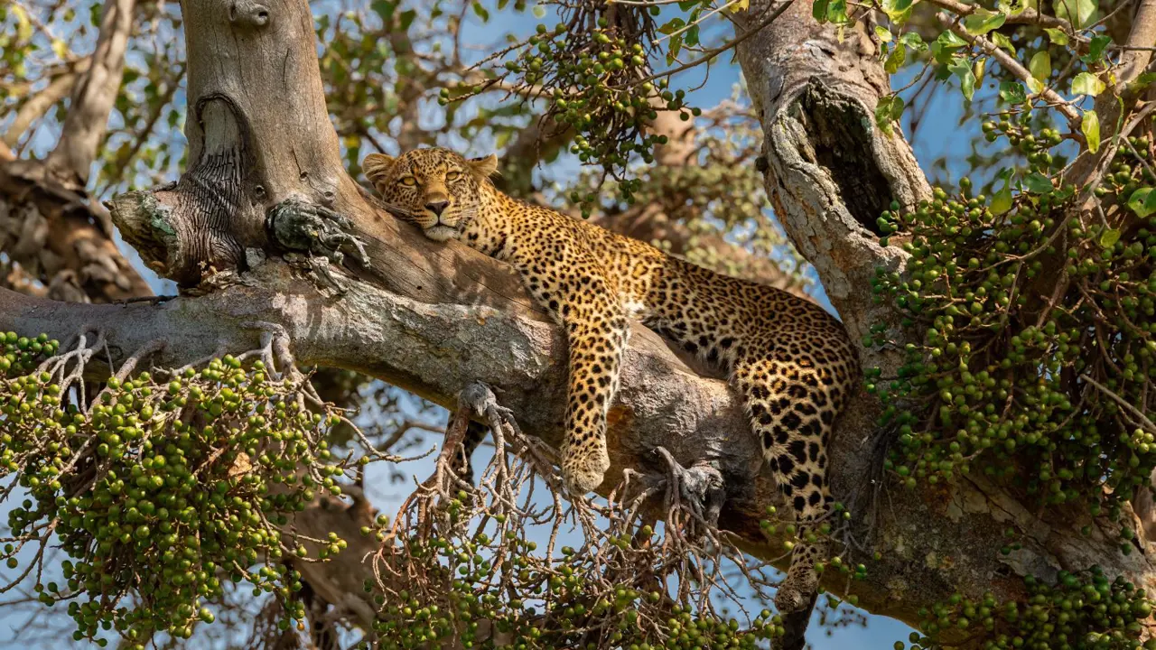 Sh 1903603699 African Leopard Up A Tree