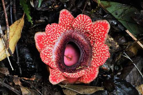 See giant flora at Kinabalu National Park