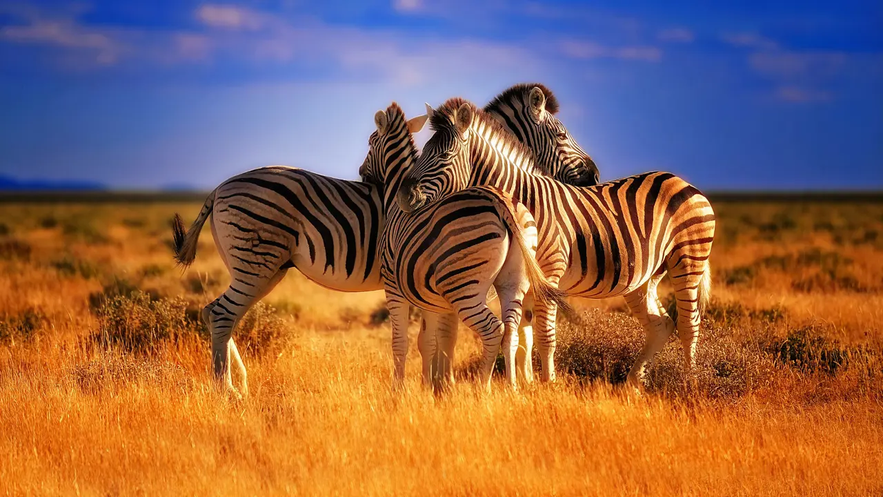 Zebras in Kenya