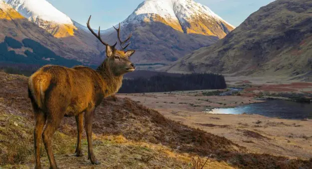 Gettyimages 1149357705 Fort William Stag (1)