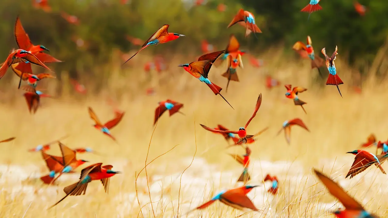 Southern Carmine Bee Eaters, Zambezi National Park