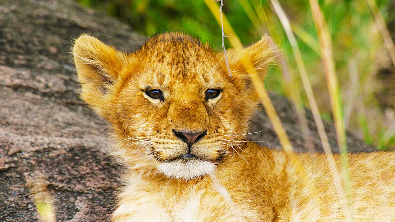 Lion Cub in Kenya